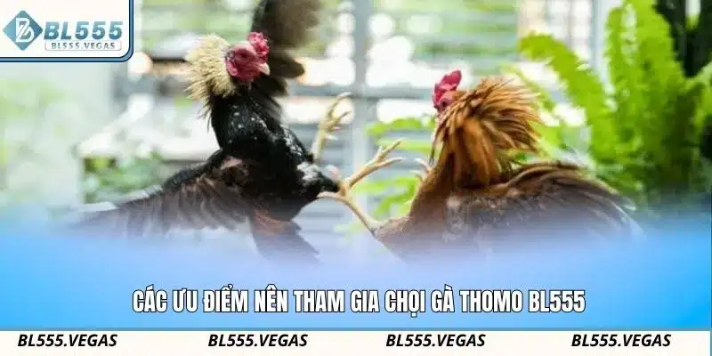 Các ưu điểm nên tham gia chọi gà Thomo BL555