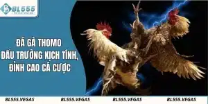 Đá gà Thomo